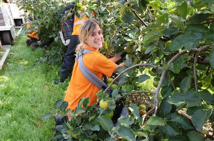 FRUIT PICKING JOB IN UK AND IMPORTANT FACTORS TO CONSIDER